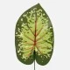 Artificial Caladium Leaf Green Red 43cm  - CAL002 C3