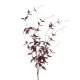 Ornamental Clematis Leaf Burgundy 115cm - CLE002 BB2
