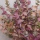 Artificial Eucalyptus Branch Brown - EUC051 E3