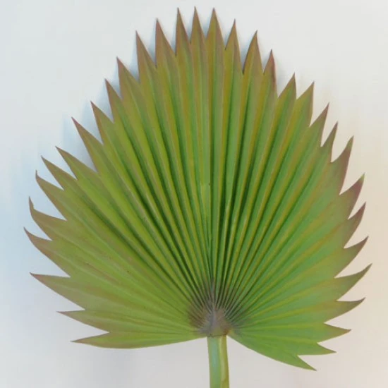 Large Artificial Fan Palm Leaf - PM011 KK4