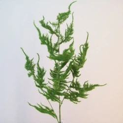 Flocked Artificial Asparagus Fern - ASP011 F3