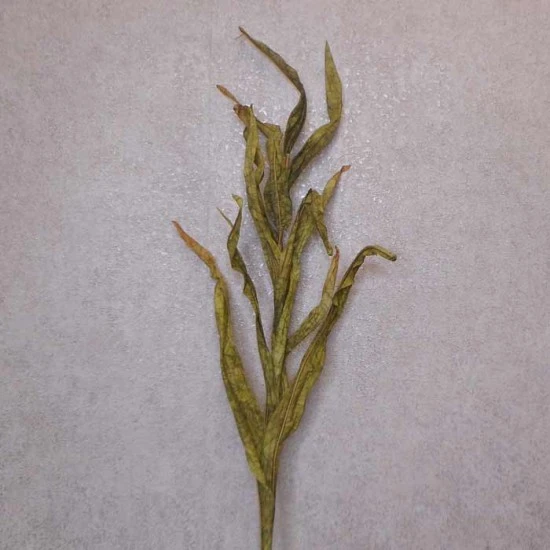 Faux Dried Artificial Reeds Spray Green 104cm - GRA017 R3