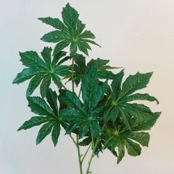 Papaya Leaf Spray - PAP001 Q1