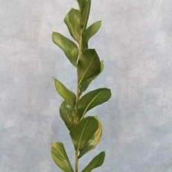 Artificial Ruscus - RUS001 O3