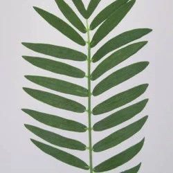 Small Cycas Leaf (Areca or Pogonatherum Palm) - PM003 J3