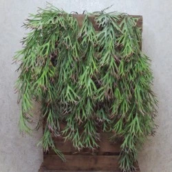 Trailing Artificial Stag Horn Plants 82cm - STA005 T1