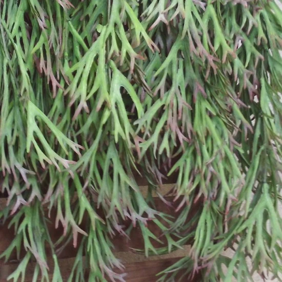 Trailing Artificial Stag Horn Plants 82cm - STA005 T1