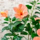 Artificial Hibiscus Tree Orange 90cm - HIB001