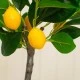 Real Touch Artificial Lemon Tree in Grey Pot 45cm - LEM505 3A