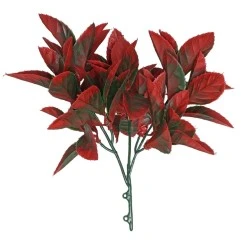 Budget Photinia Plants Two Tone Green Red 27cm - PHO001 HH1