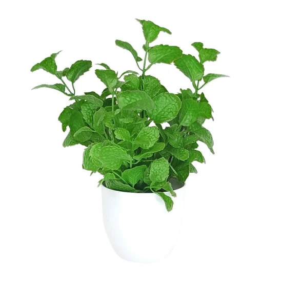Artificial Plants Mint in White Pot 26cm - MIN001