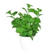 Artificial Plants Mint in White Pot 26cm - MIN001