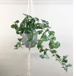 Potted Artificial String of Hearts Plant in Macrame Hanger - STR003 FR