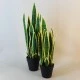 Artificial Pot Plants | Sansevieria Large 64cm - SAN004 5E