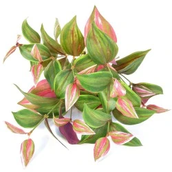 Artificial Wandering Jew Plant Tradescantia - TRA001 BX13