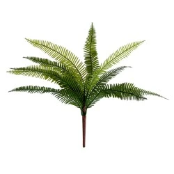 Budget Fern Plants Two Tone Green 37cm - FER033 F3