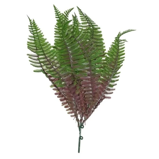 Budget Fern Plants Two Tone Green Burgundy 30cm - FER059 HH1