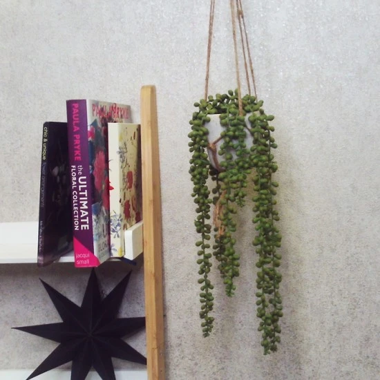 Potted Senecio String of Pearls Plant Hanging - SEN002 2D