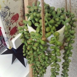 Potted Senecio String of Pearls Plant Hanging - SEN002 2D