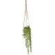 Potted Senecio String of Pearls Plant Hanging - SEN002 2D