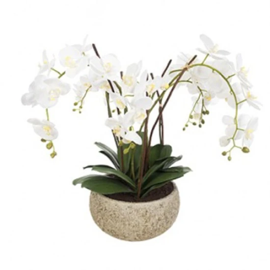 White Phalaenopsis Orchid Plant in Clay Pot Large - ORC003 