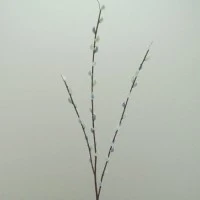 Pussy Willow