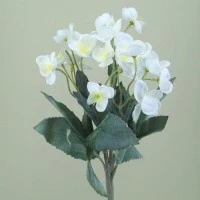 Christmas Roses | Helleborus