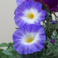Petunias 