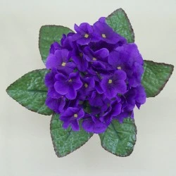 African Violet Purple 21cm - V002 M2