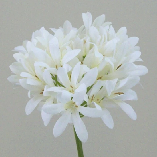 Agapanthus Cream 87cm - A047 A1
