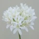 Agapanthus Cream 87cm - A047 A1