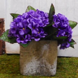 African Violet Purple 21cm - V002