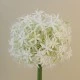 Large Artificial Allium Mount Everest Cream 77cm - A002 