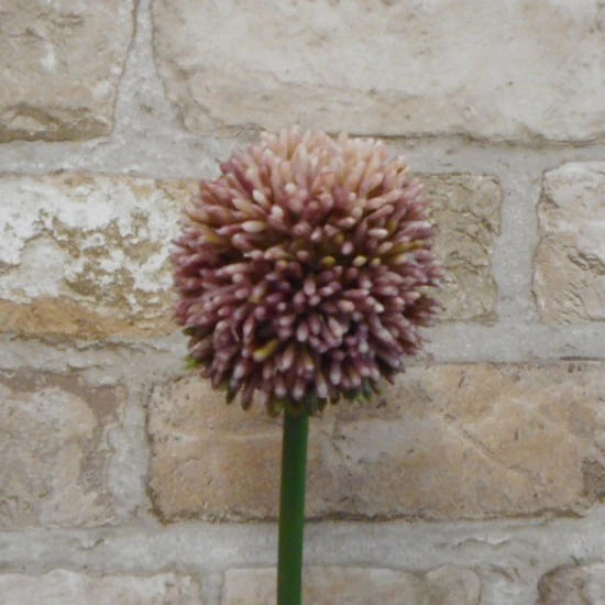 Artificial Hedgerow Allium Purple 54cm - A089 A2