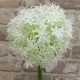 Large Artificial Allium Mount Everest Cream 77cm - A002 