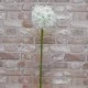 Large Artificial Allium Mount Everest Cream 77cm - A002 