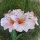 Artificial Alstroemeria Stem Blush Pink 48cm  - A051 A4