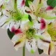 Artificial Alstroemeria Stem Cream Green Pink 48cm  - A057 C2