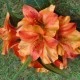 Artificial Alstroemeria Stem Orange 48cm  - A050 B2