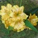 Artificial Alstroemeria Stem Yellow 48cm  - A053 A4