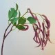 Artificial Amaranthus Mauve - AMA003 A3