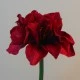 Artificial Amaryllis Red 40cm - A010 GG2