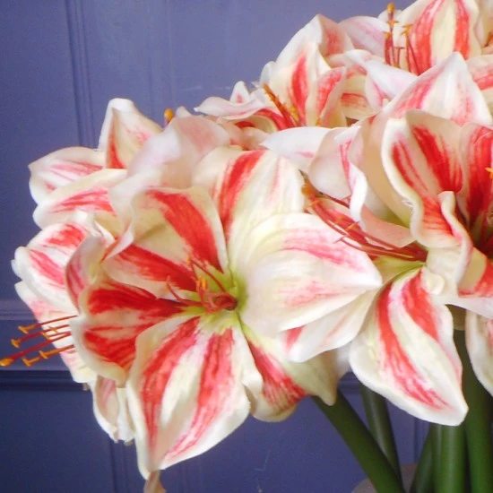 Artificial Amaryllis Red Cream 40cm - A031 HH4
