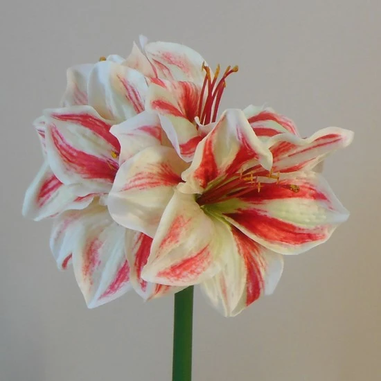 Artificial Amaryllis Red Cream 40cm - A031 HH4