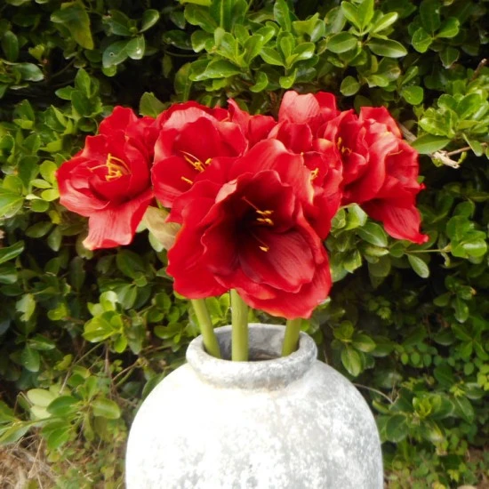 King Artificial Amaryllis Red 68cm - A030 BX22