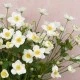 Artificial Japanese Anemones White 68cm - A097 A4