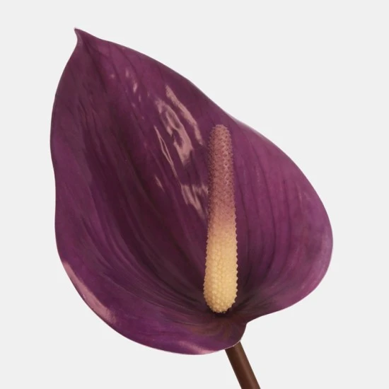 Large Artificial Anthurium Purple 90cm - A029 HH4