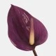 Large Artificial Anthurium Purple 90cm - A029 HH4