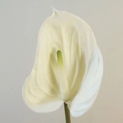 Real Touch Artificial Anthurium Cream 74cm - A132 Q4