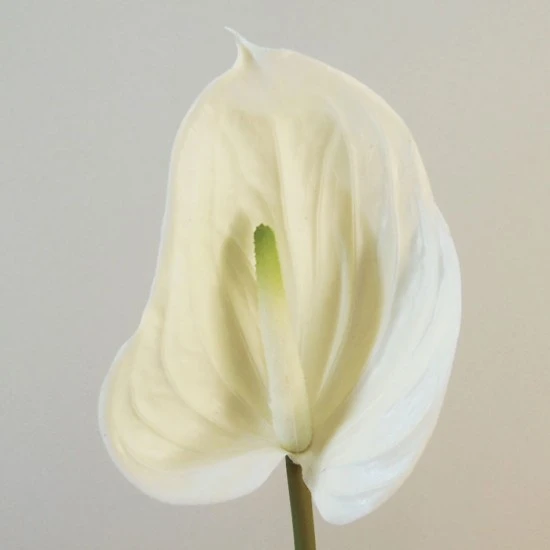 Real Touch Artificial Anthurium Cream 74cm - A132 Q4